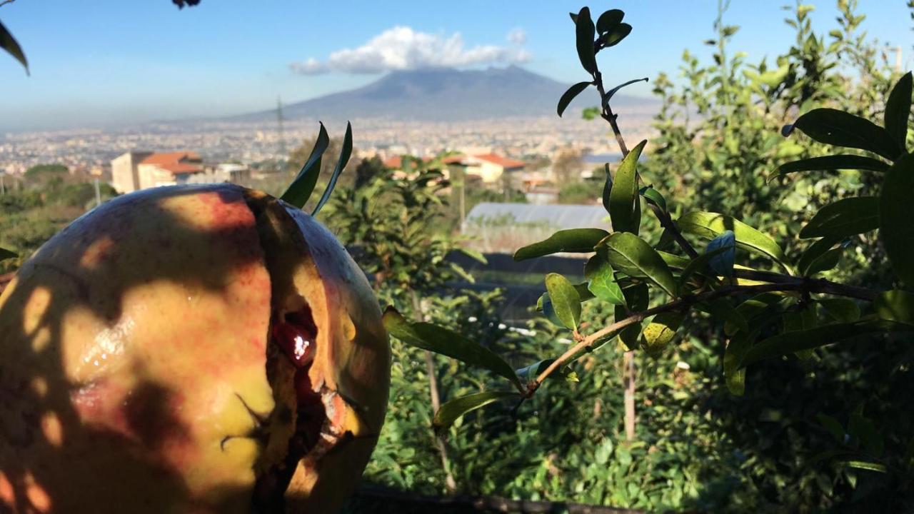 B & B Evergreen Corbara  Dış mekan fotoğraf
